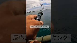 小柄なマゾイ、北海道のロックフィッシュ#北海道　#釣り　#テキサスリグ #ロックフィッシュ #釣り好き #gopro