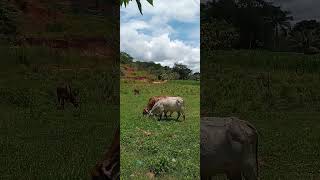 Grass fed cows in Minas Gerais, Brazil