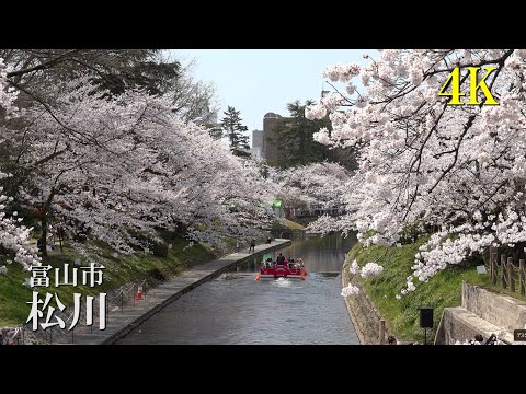 【4K】松川の桜　4Kで魅せる富山の桜2022