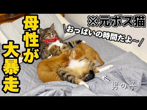 23歳一人暮らし。元ボス猫を家族に迎えたらただのイクメンでした