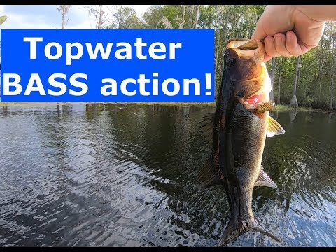 Top water BASS fishing!!