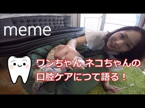 meme（ミーミー）ワンちゃんネコちゃんの口腔ケアの大事について