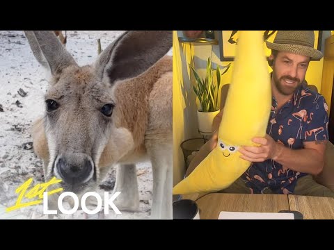 Johnny Bananas Finds Out How The Animals at Jungle Island are Surviving Quarantine | 1st Look TV