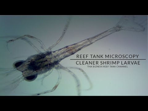 Newly Hatched Skunk Cleaner Shrimp Larvae Under Microscope