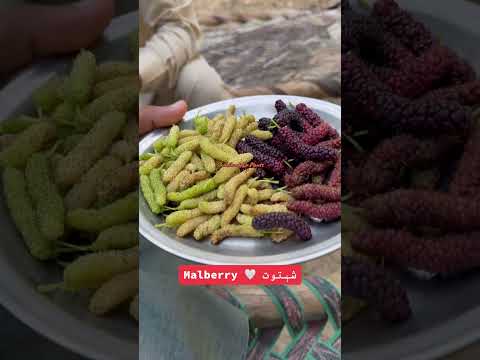 #malbairy #fruit #shorts #punjabi #village #villagelife #villagevlog #villagelifestyle #love #viral