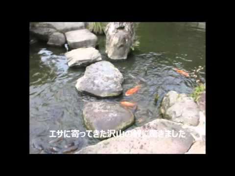 【宇和島市「天赦園」の池の鯉】