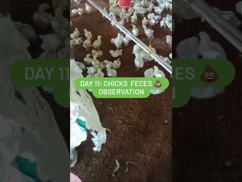 Day11: Chicks Feces Observation.Key Signs of Poultry Health and Illness #youtubeshorts #krushifriend