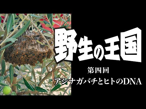 【野生の王国】第四回 アシナガバチとヒトのDNA