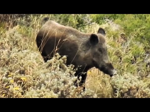 AMAZING WILD BOAR HUNTING VIDEO | EFSANE DOMUZ AVI