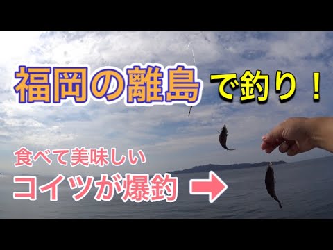 【福岡】離島でまったり釣行！食べて美味しいアレが爆釣！？【地島】3釣目