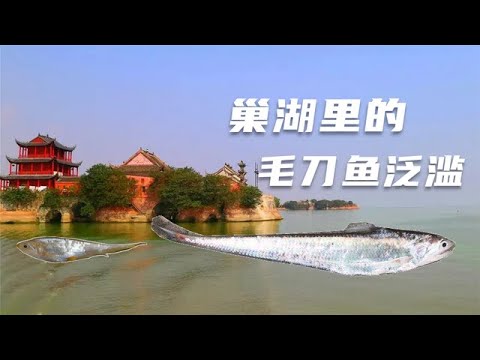 我国五大湖之一的巢湖“毛刀鱼”多到泛滥，为何专家却说不是好事