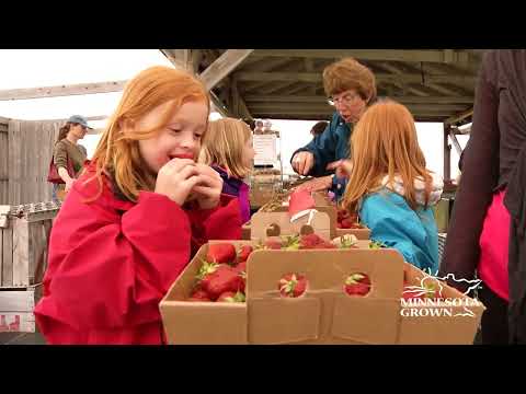 Live Local: Pick Your Own Strawberries