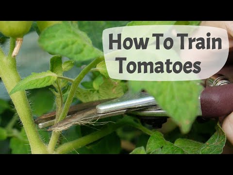 How To Train Tomato Plants