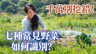 7種春夏季節裏最常見野菜，如何辨識？千萬不要挖錯了