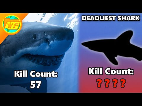 What Shark Kills the Most People? (It's NOT the Great White)