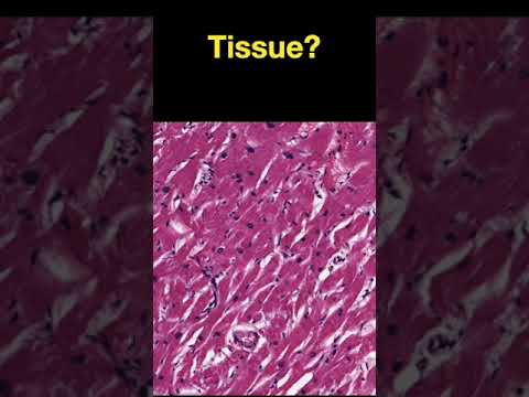 Histology #shorts - Part C