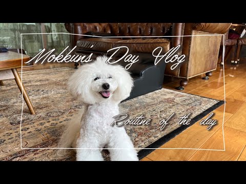 A Day in the Life of My Dog Mokkun] Introduction of Mokkun / Doggy Products / Mokkun's Routine