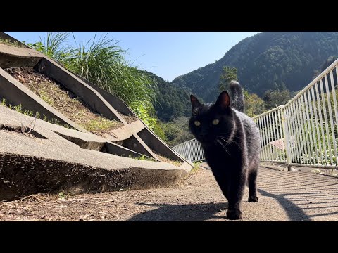 坂道で追いかけてくる黒ねこちゃん　No.７７６　２０２４年　１０月１３日　８：００　のくろねこちゃん　black cat