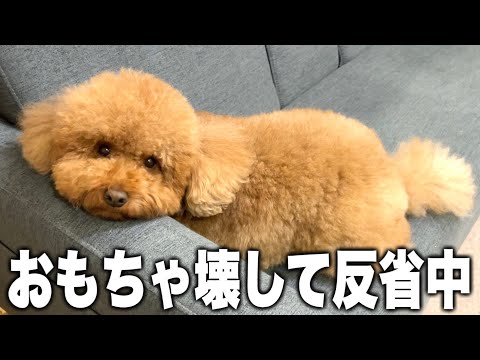 おもちゃ壊して反省中の表情か？それ。【トイプードル】