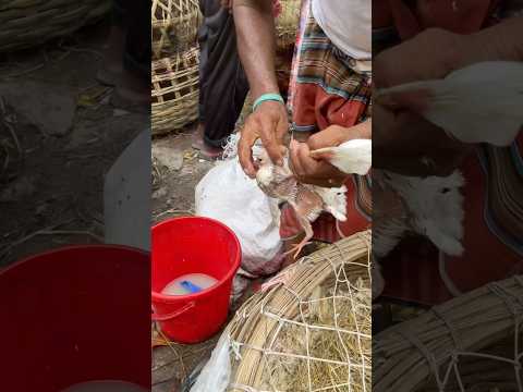 Kabutar baby feed 😥🕊️ || #baby #pigeon #viral #video #shorts