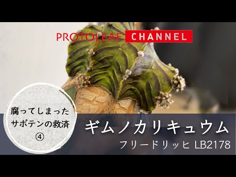 【接ぎ木サボテン】ギムノカリキュウム フリードリッヒL B 2178 救済④【Gymnocalycium friedrichii LB2178】