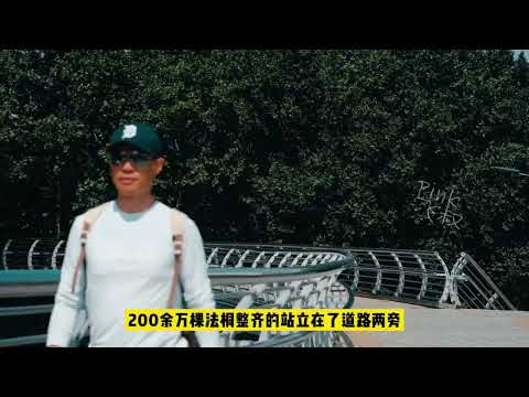 郑州为啥被称为绿城？讲讲法国梧桐与郑州的故事吧!#生活 #风景