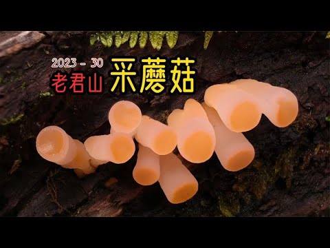 God, lulu! The mushrooms in Laojun Mountain in Lijiang are so cute!