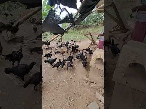 CHICKEN CHICKEN EVERYWHERE#hungry #provincelife #philippines #pets #shortvideo #viralshort #trending