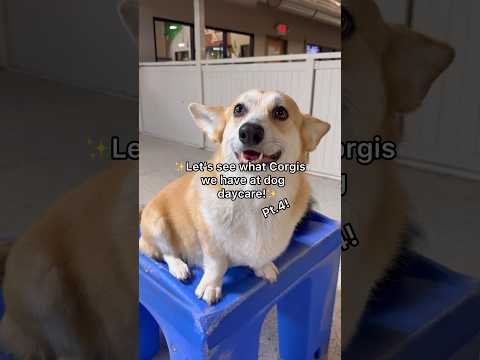 Let’s see what Corgis we have at dog daycare, pt.4! #corgis #corgipuppy #corgilove #corgi