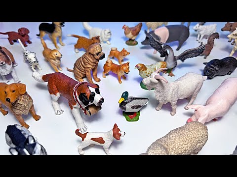 Farm Animals, Dogs, and Cats Collection - Cow, Goat, Shiba In, Golden Retriever, Persian Cat, Tabby