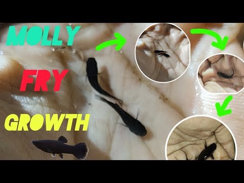 Molly fry growth | From baby to breeding adult transformation | মলি মাছের বাচ্চা #mollyfish #pets