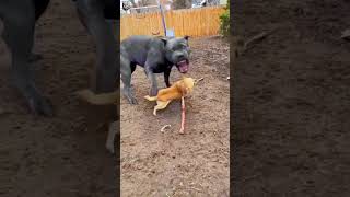 Chihuahua Trying To Take Cane Corso 😂