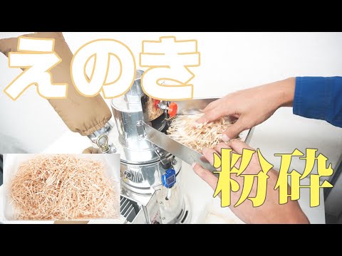 【えのきパウダー】えのきを粉砕（ハンマーミル）