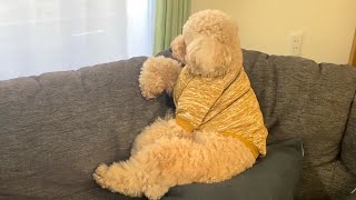 いっそう人間味が増したｗ大きいトイプードル【デカプー】【トイプードルのロアくん】【toy poodle】