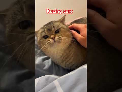 #cat #pets #catlover #cute #kucing #shortvideo #catshorts #kucinglucu #kucing #kucinggemoy #short