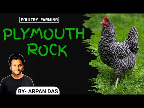 Plymouth Rock Chicken Breed l #poultry by ecohill agri l #poultryfarming #livestock