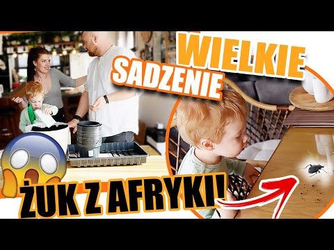 KUPILIŚMY KOKOS DO SADZENIA- ZOBACZ CO W NIM BYŁO! Robimy Bagietki z PARYŻA | SADZIMY PAMPAS #348