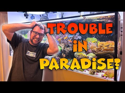 Dream Reef Tank - Trouble in Paradise?!