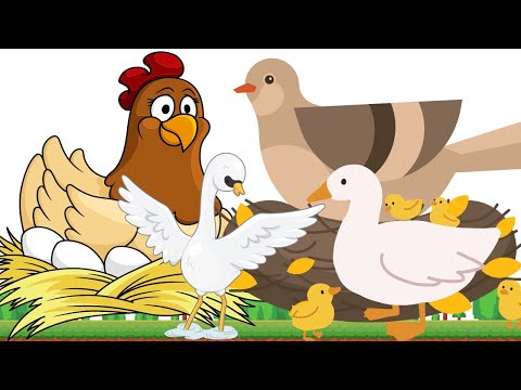 Oviparous in The World - chicken ducks birds goose swan - Animal Sounds