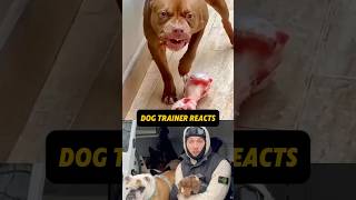 ⚠️ DOG TRAINER REACTS ⚠️ - Aggressive bully breed resource guards bone  #dogtrainer #dog #reaction