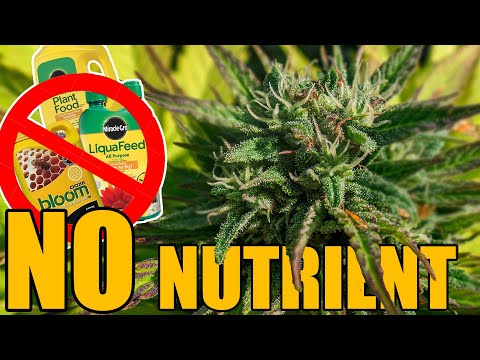 No Nutrient Grow - From Seed to Harvest