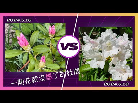 【老貓花事】你相信這是同一株杜鵑花嗎？開著開著就沒墨了？     #vlog #杜鵑花開 #杜鹃花越开颜色越浅