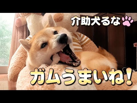 【柴犬介助犬】ガム美味しいね！今日はミルクガムだよ［柴犬介助犬るな］