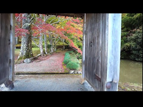 紅葉の名所めぐり　龍穏寺／癒しのタイムチャンネル＃69