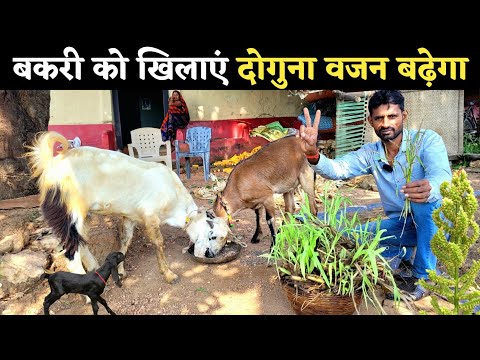 बकरी का वजन बढ़ाने के लिए रामबाण चारा | Bakri ko mota karne ke liye kya khilaye