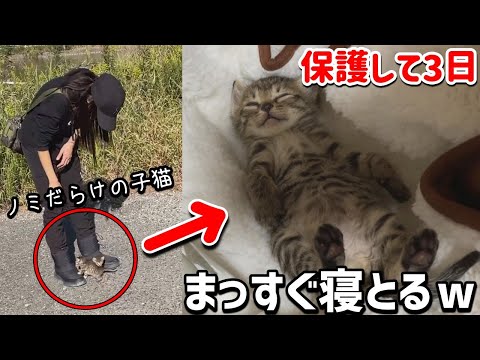 スマホより小さい子猫２匹が池に捨てられてたので連れて帰ってみた【#テオナナ日記】