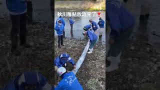 秋川　稚鮎放流2回目完了‼️