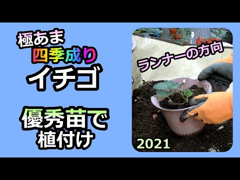 【四季なりイチゴ ベランダ栽培】⑥新苗植え付け 図解ノウハウ 2021  無農薬 半自給自足