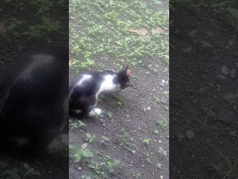 Cat Eating #cat #animal #animals