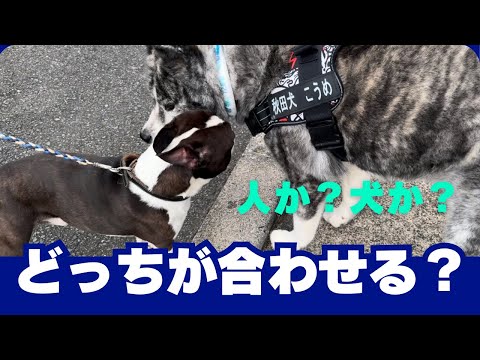 【Akita dog】秋田犬　ママちゃん腰椎椎間板ヘルニア発症⁉️歩く速度が遅いのが原因？